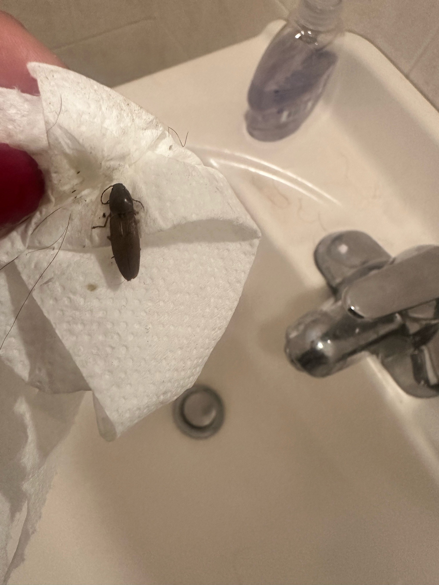 Click Beetle