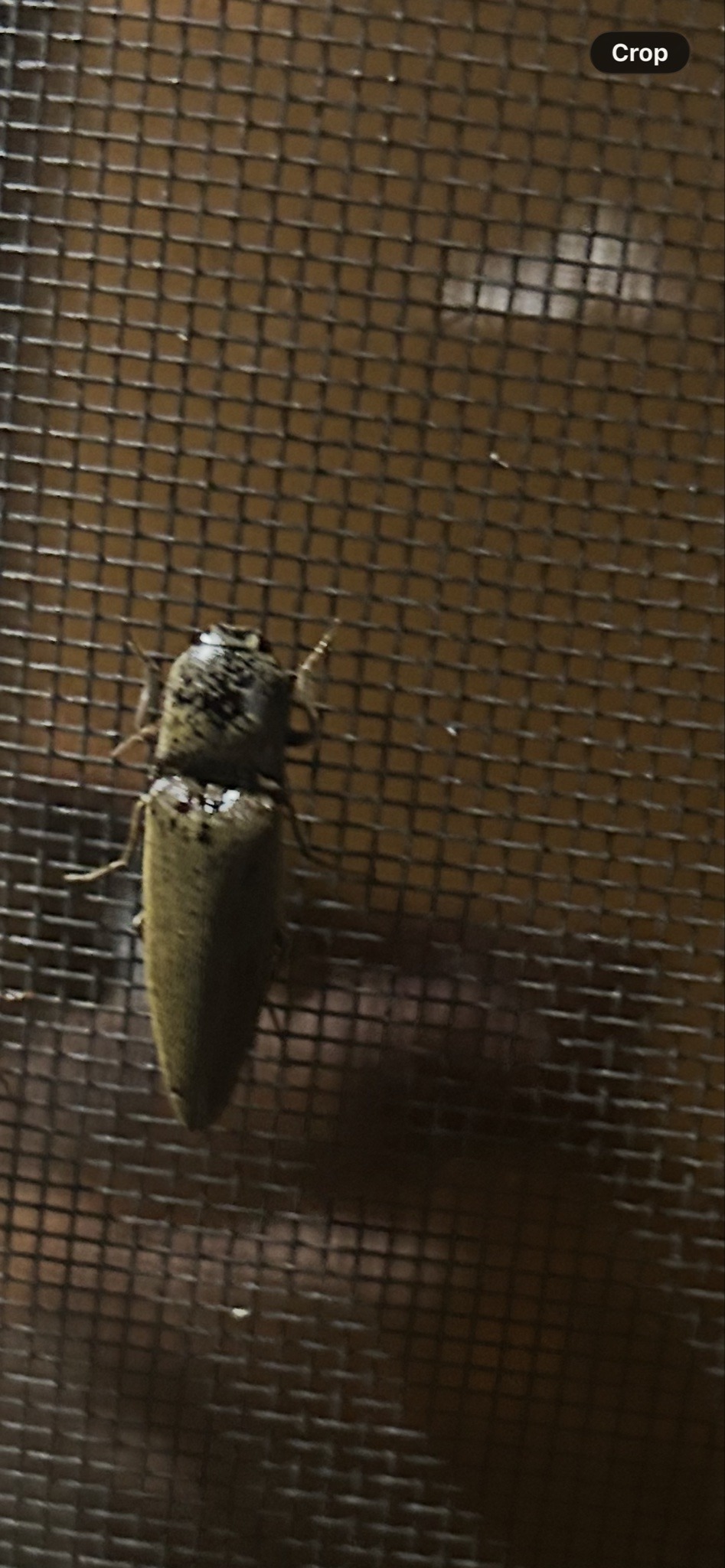 Click Beetle