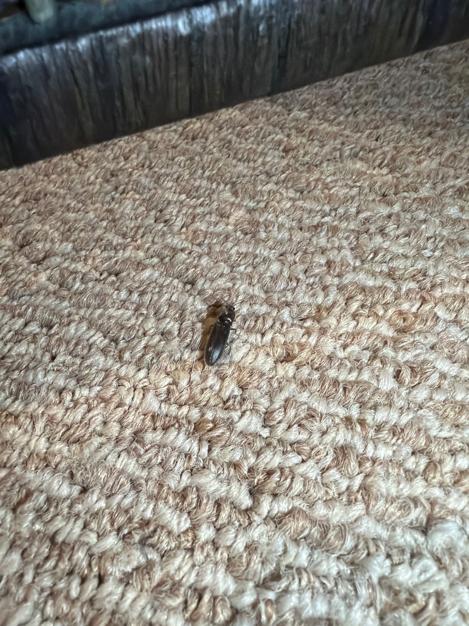 Click Beetle