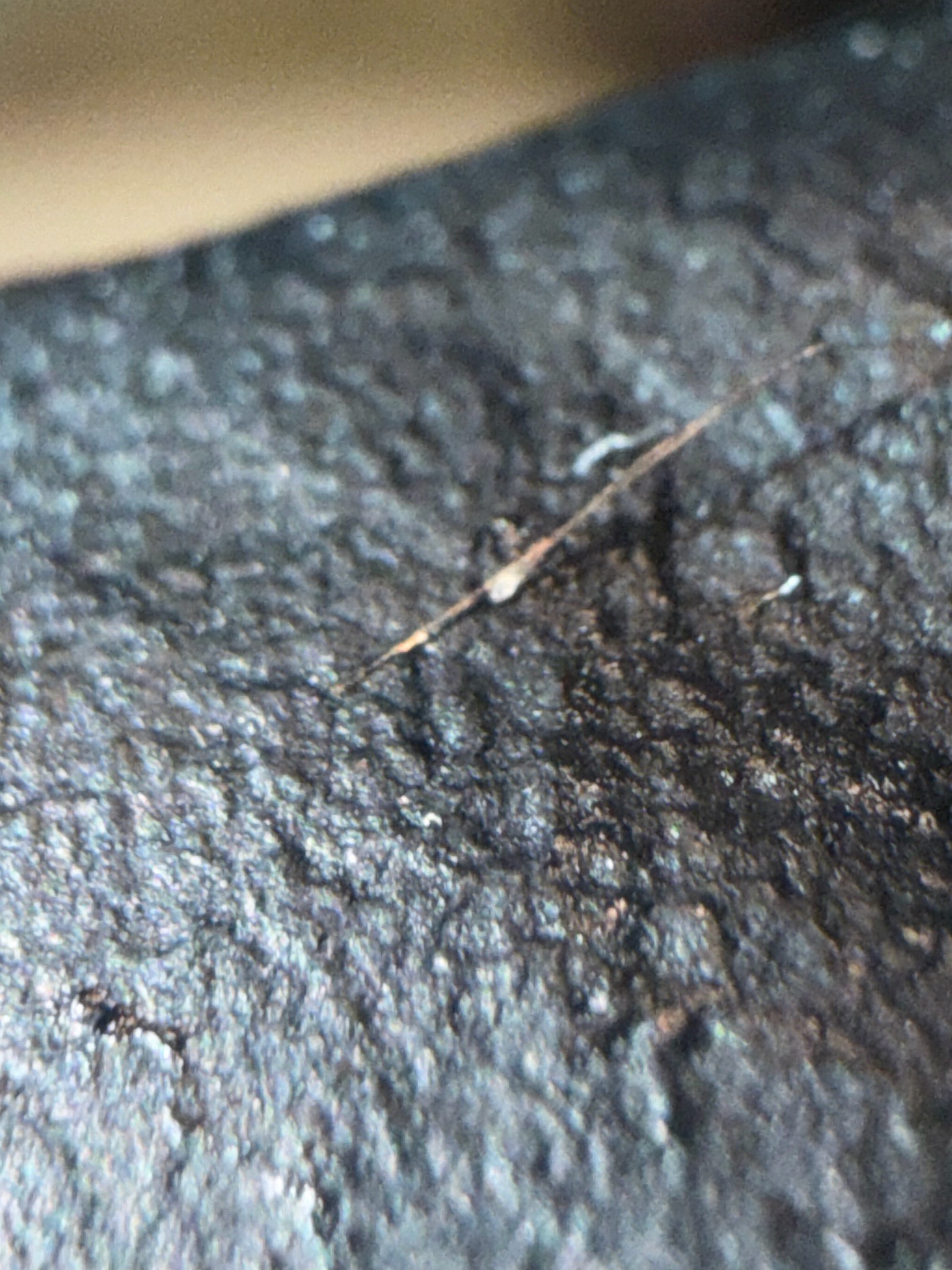 Cloth moth larva (Case-bearing or Webbing variant)