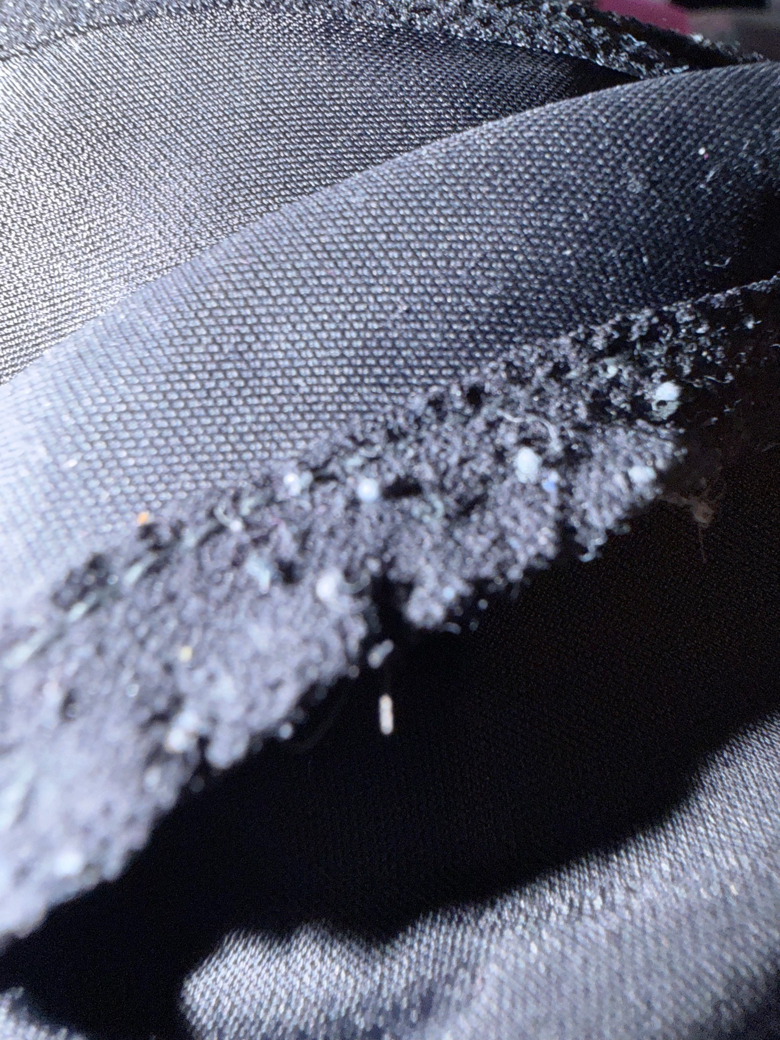 Clothes moth larva (likely case-bearing clothes moth)