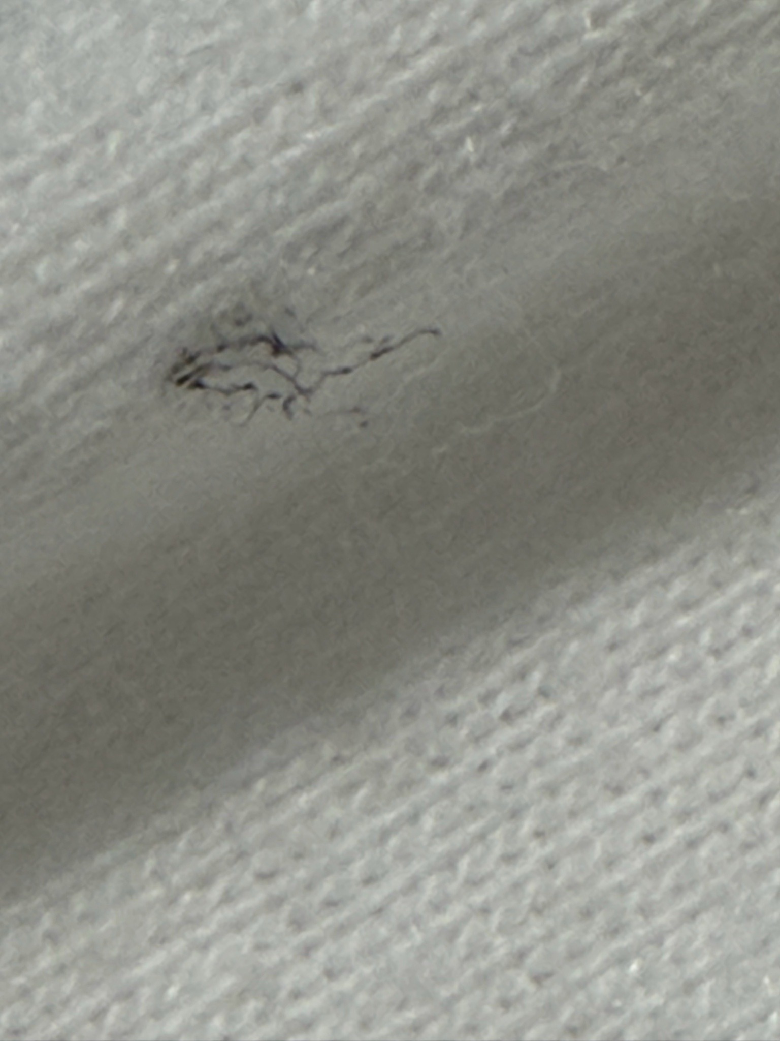 Clothing Moth Larva / Lint
