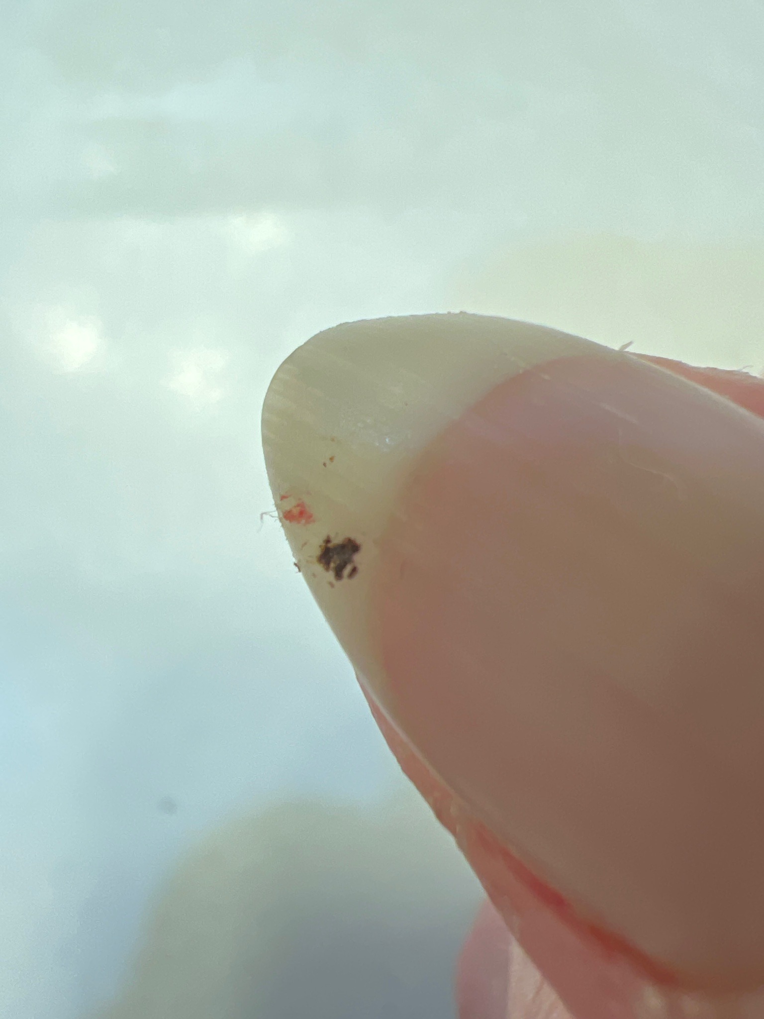 Clover Mite