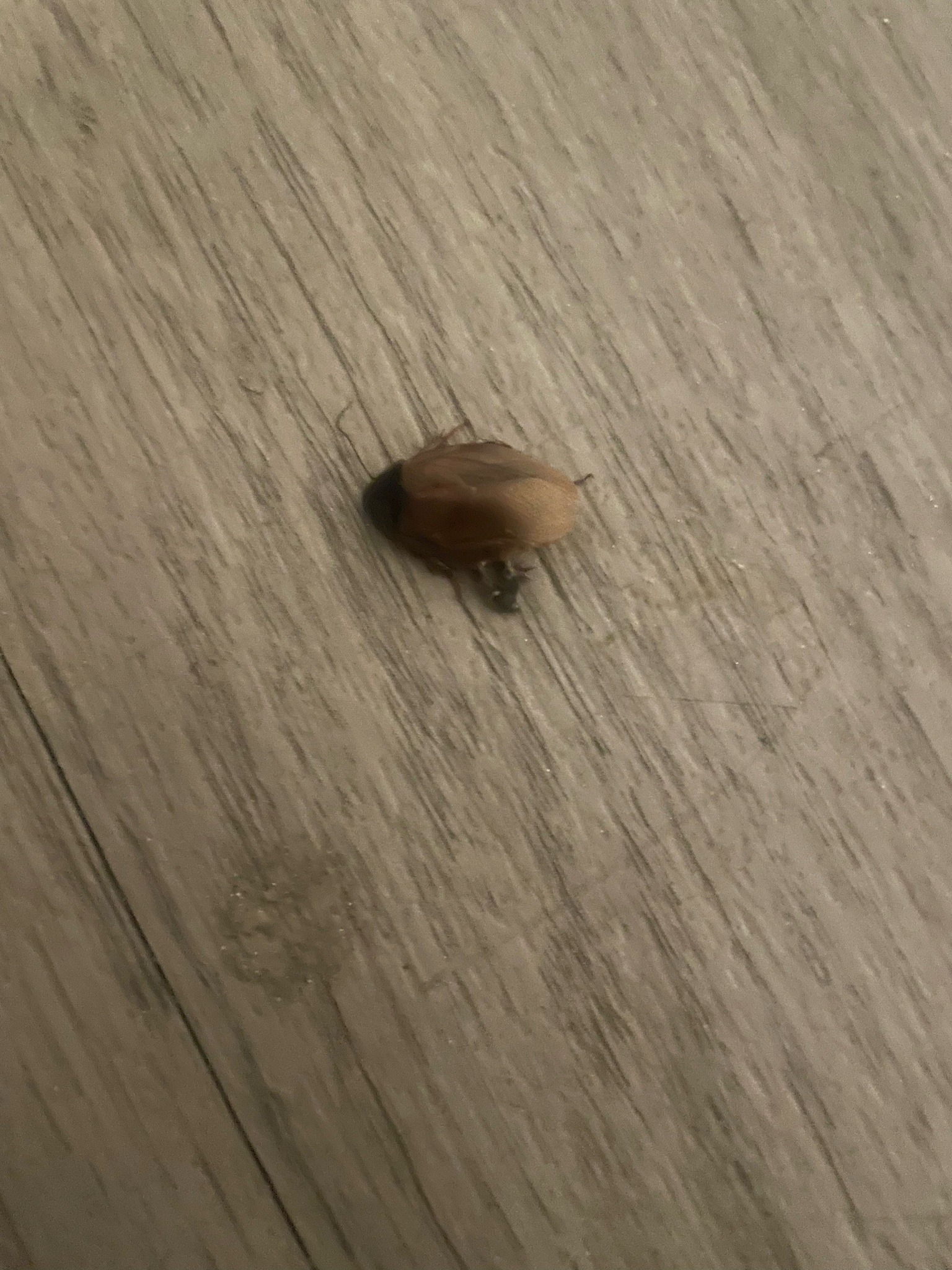 Cockchafer or June beetle (likely)