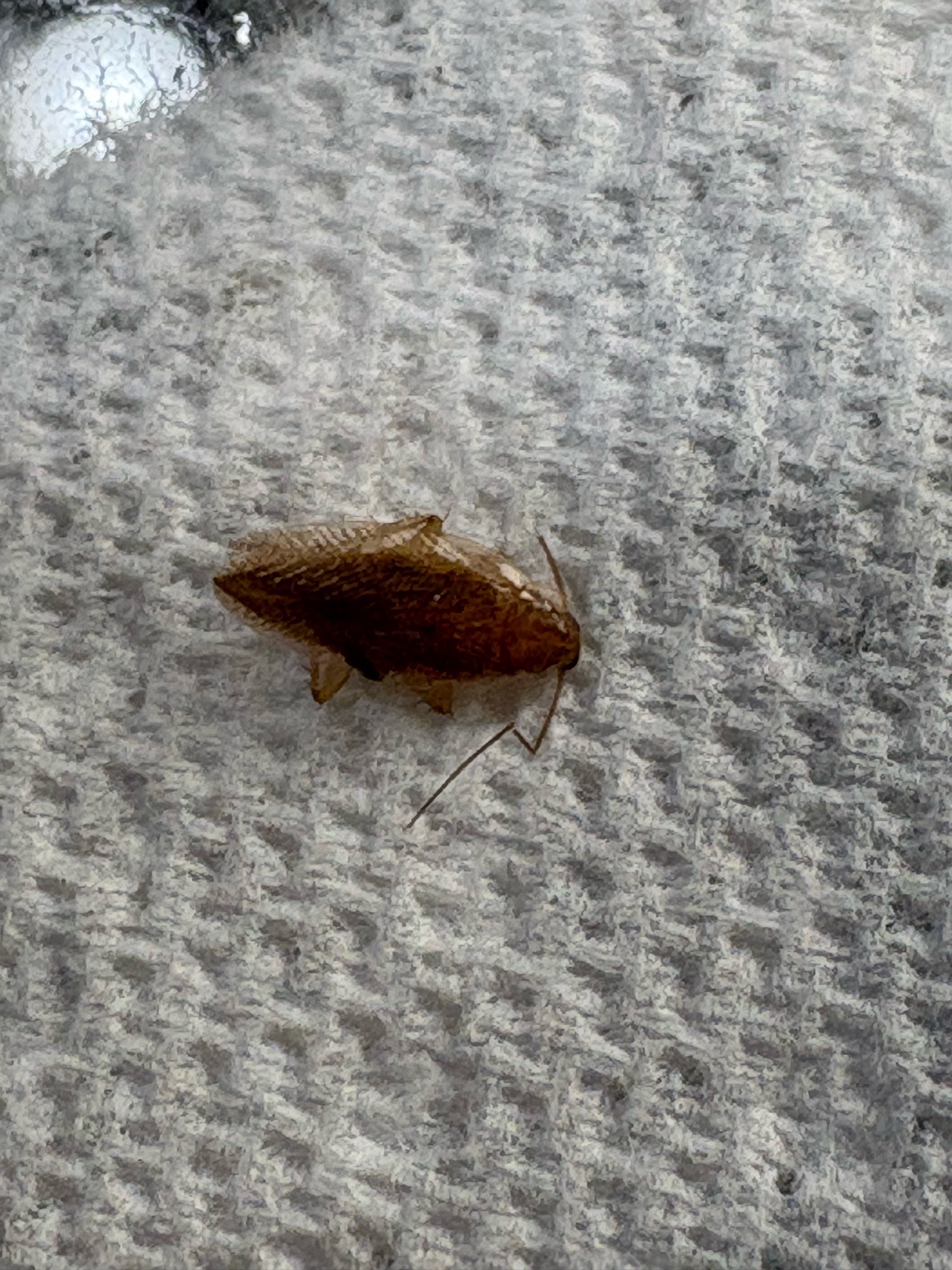 Cockroach