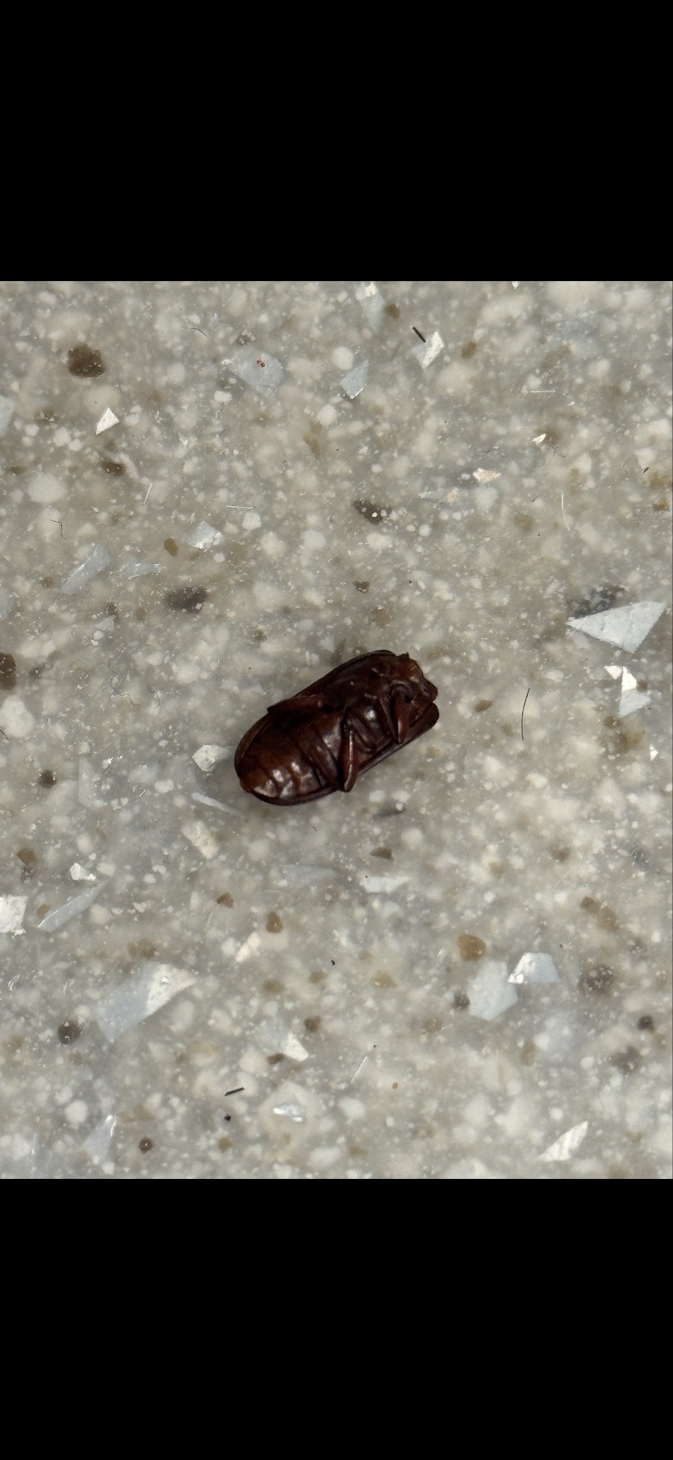 Cockroach egg case (ootheca), likely American cockroach