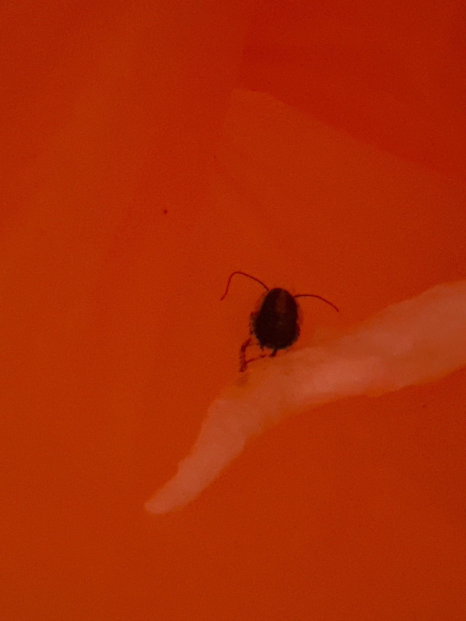 Cockroach nymph (likely a small household cockroach)