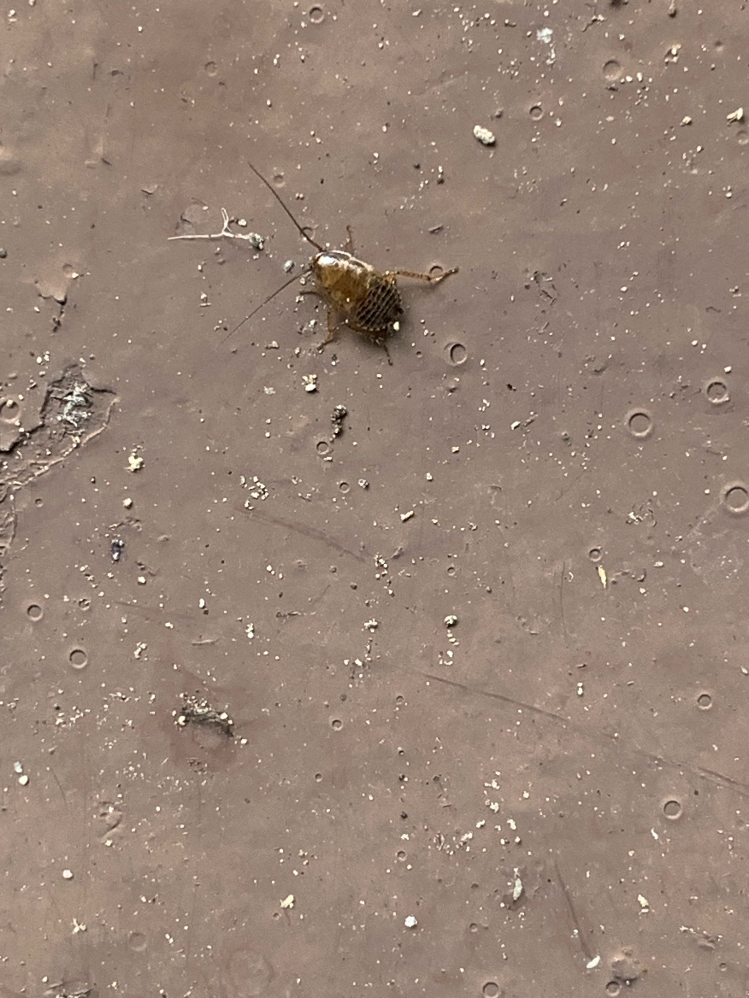Cockroach nymph (likely brown-banded cockroach)