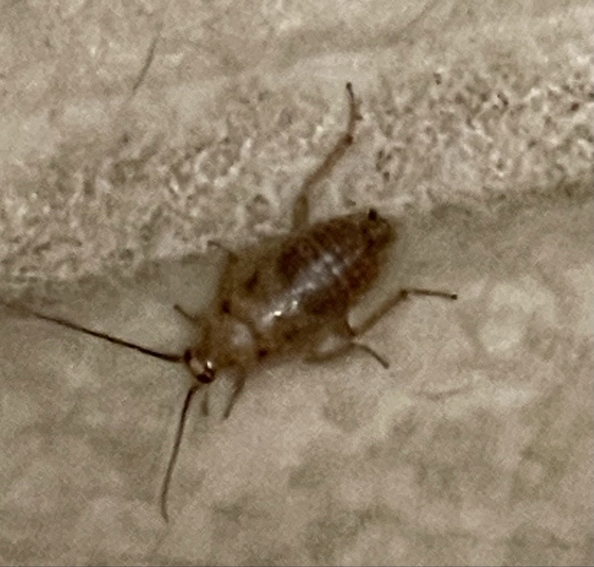 Cockroach nymph (likely German cockroach)