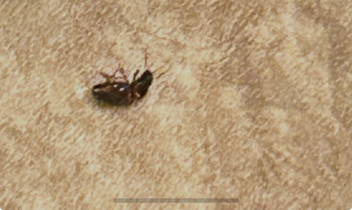 Cockroach nymph (likely German cockroach)