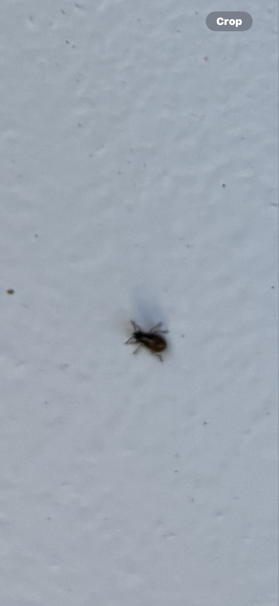Cockroach nymph (likely German cockroach)