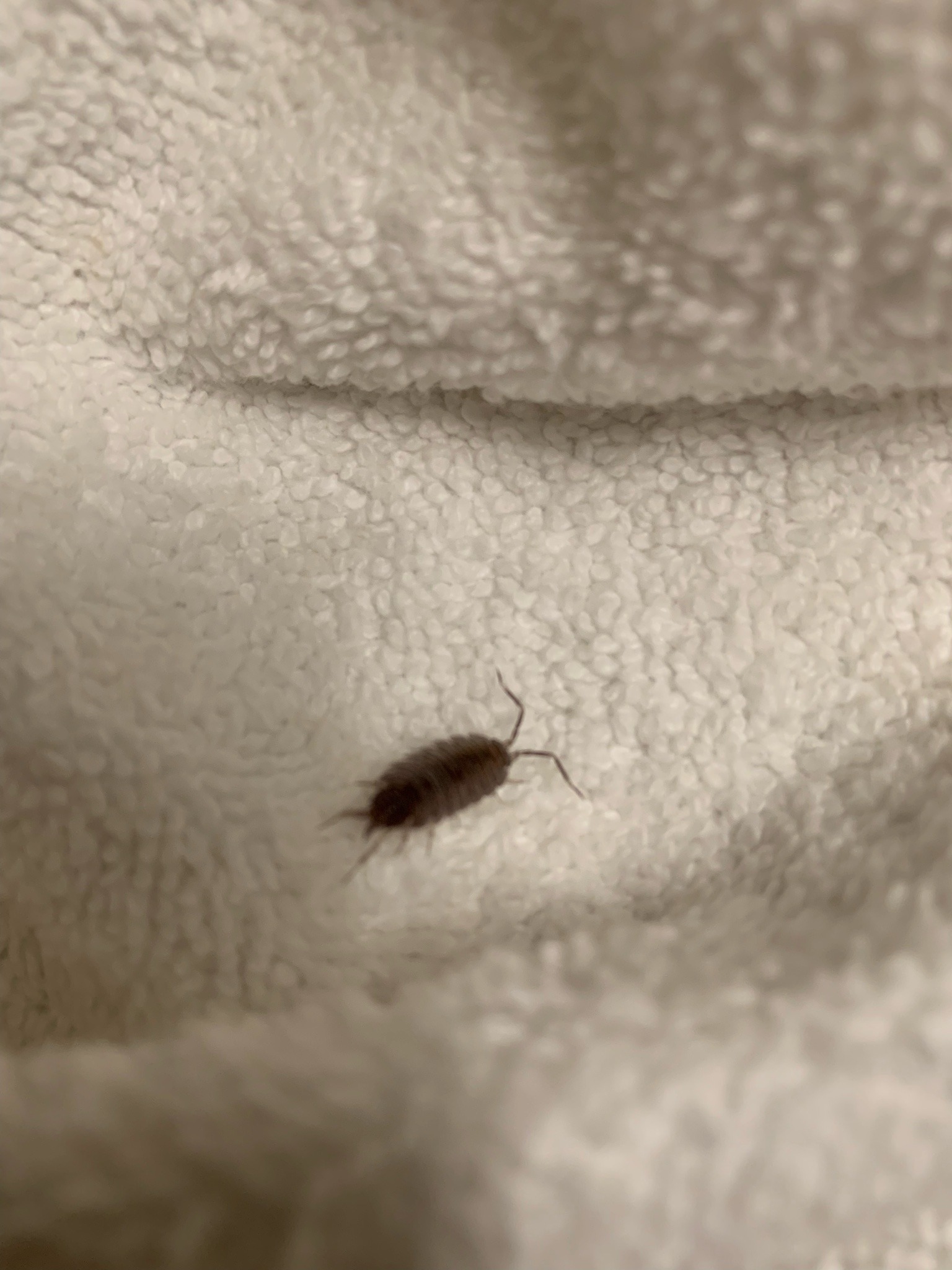 Cockroach nymph, likely German cockroach