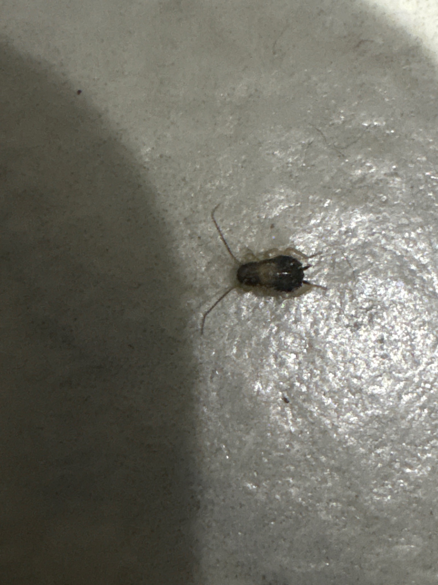 Cockroach nymph, likely German cockroach