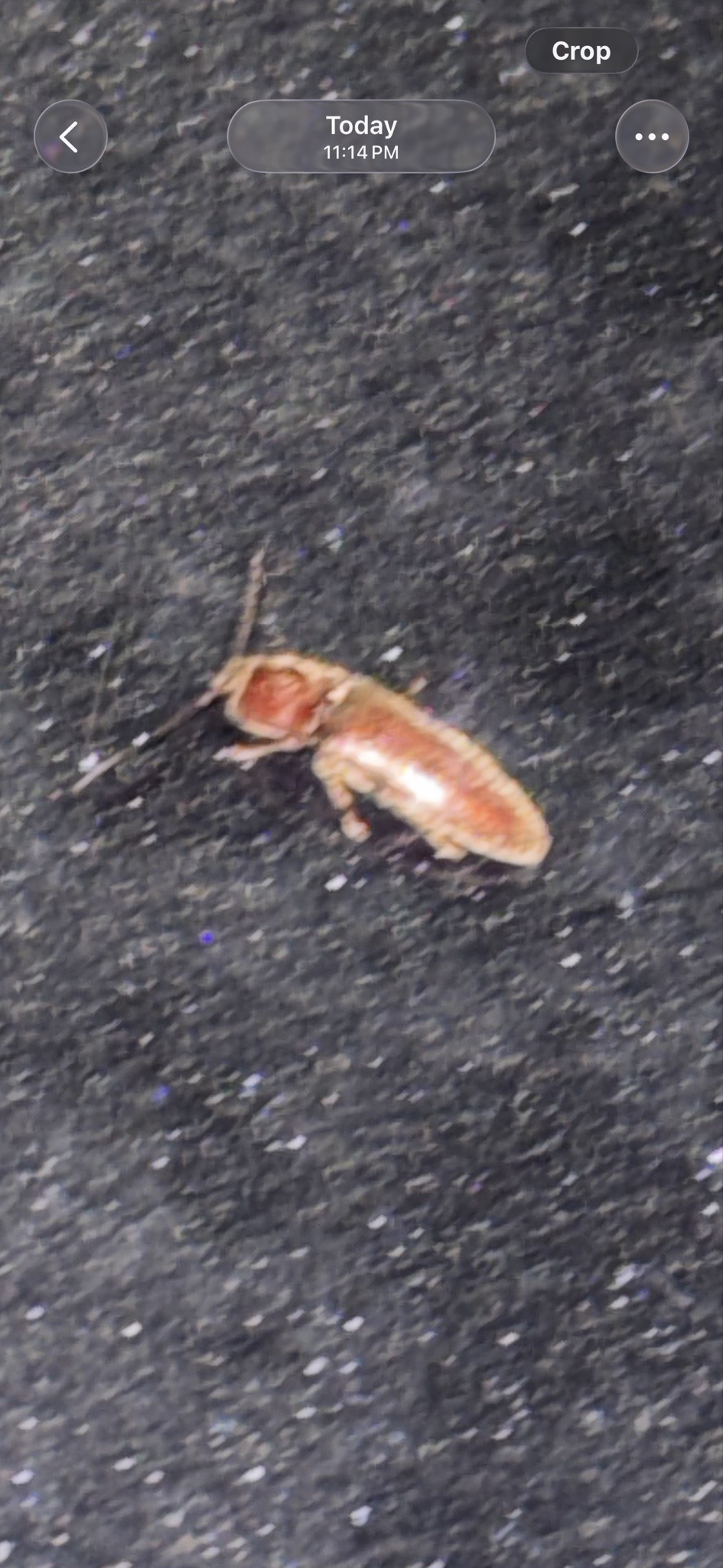 Cockroach nymph (likely wood cockroach)