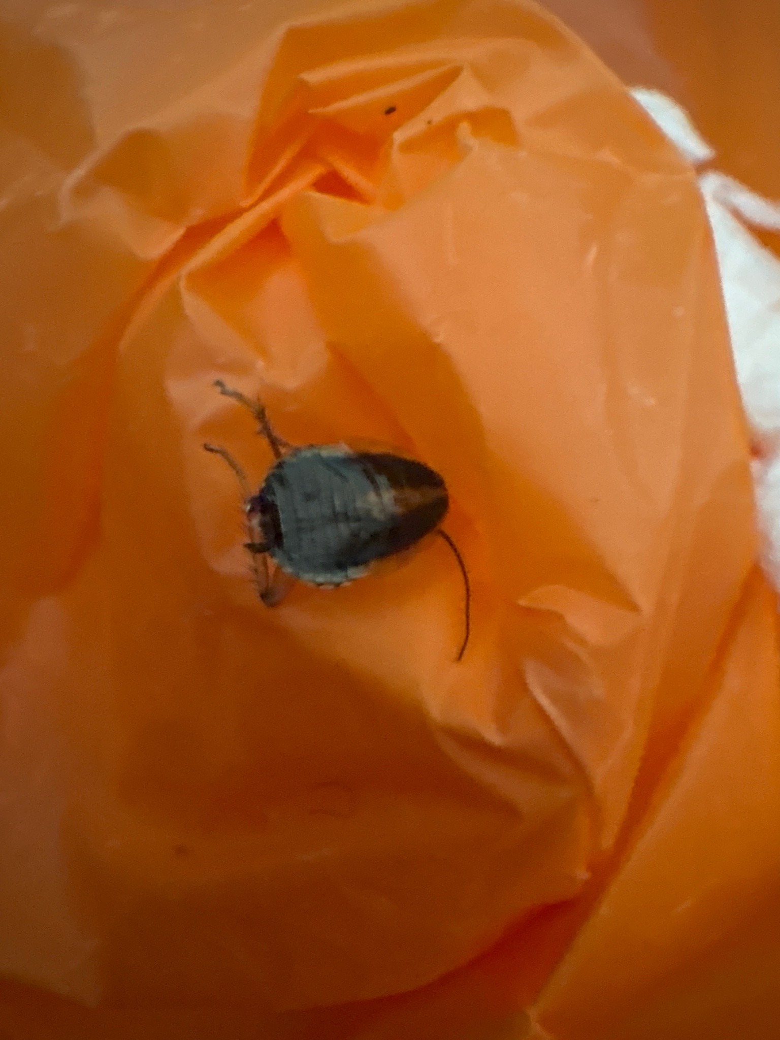Cockroach nymph (young cockroach)