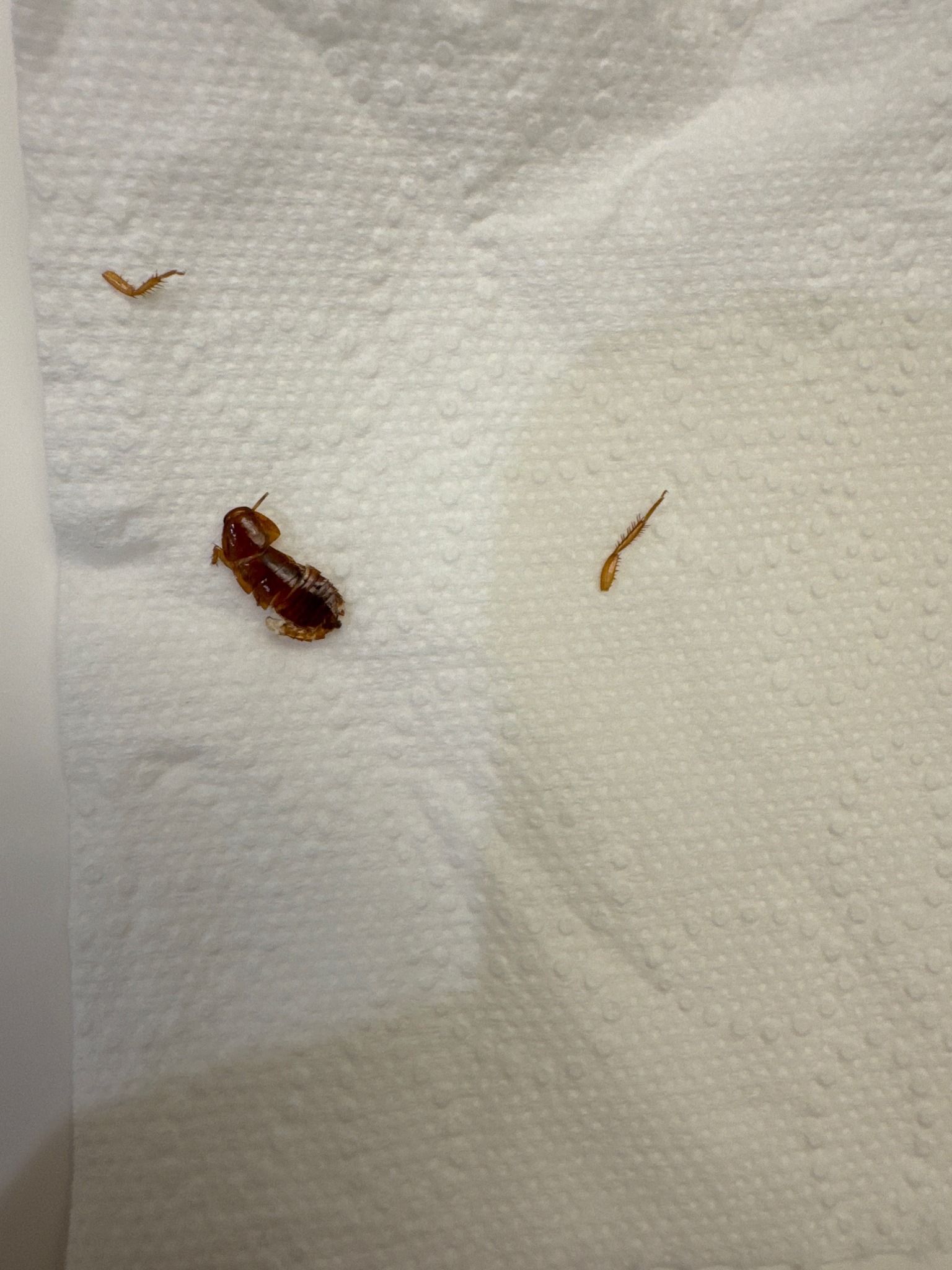 Cockroach nymph (young cockroach)