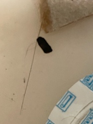 Cockroach Ootheca (Egg Case)