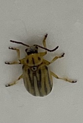 Colorado potato beetle