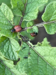 Colorado Potato Beetle (Larval stage)