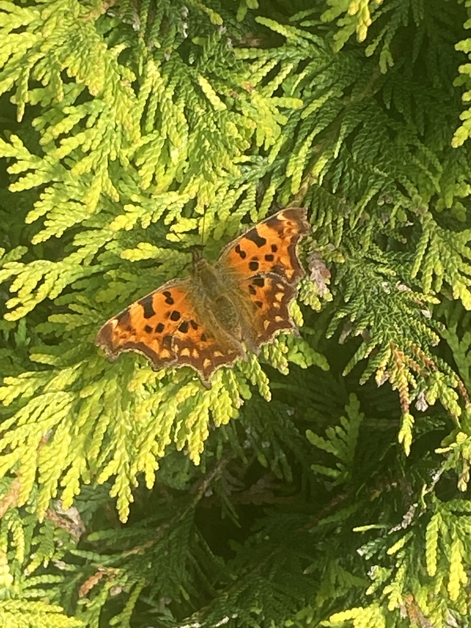 Comma butterfly