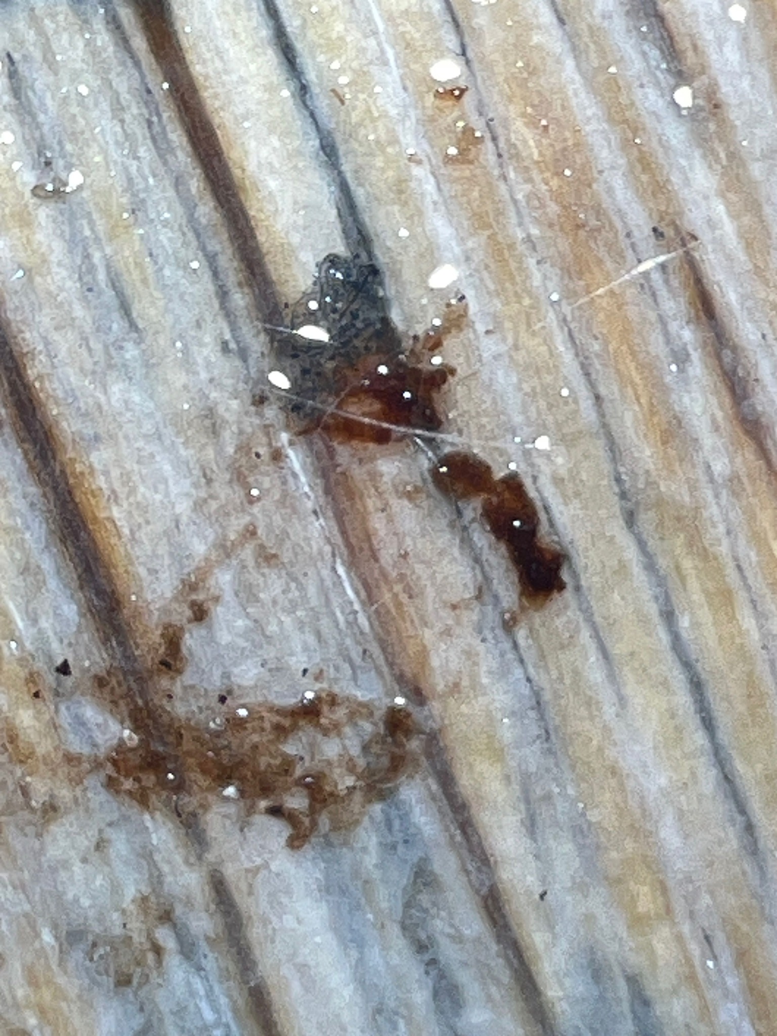 Common Bed Bug