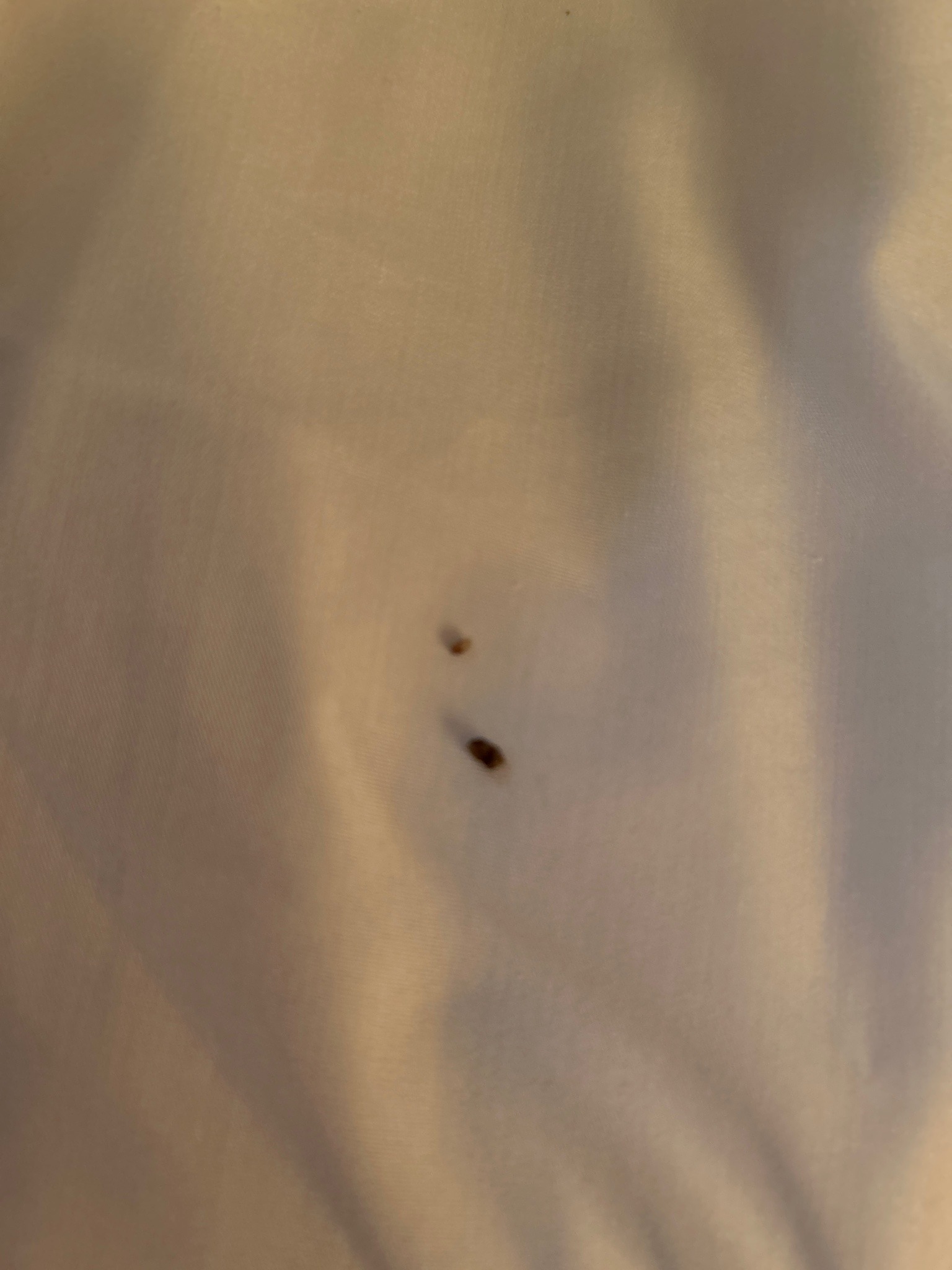 Common Bed Bug