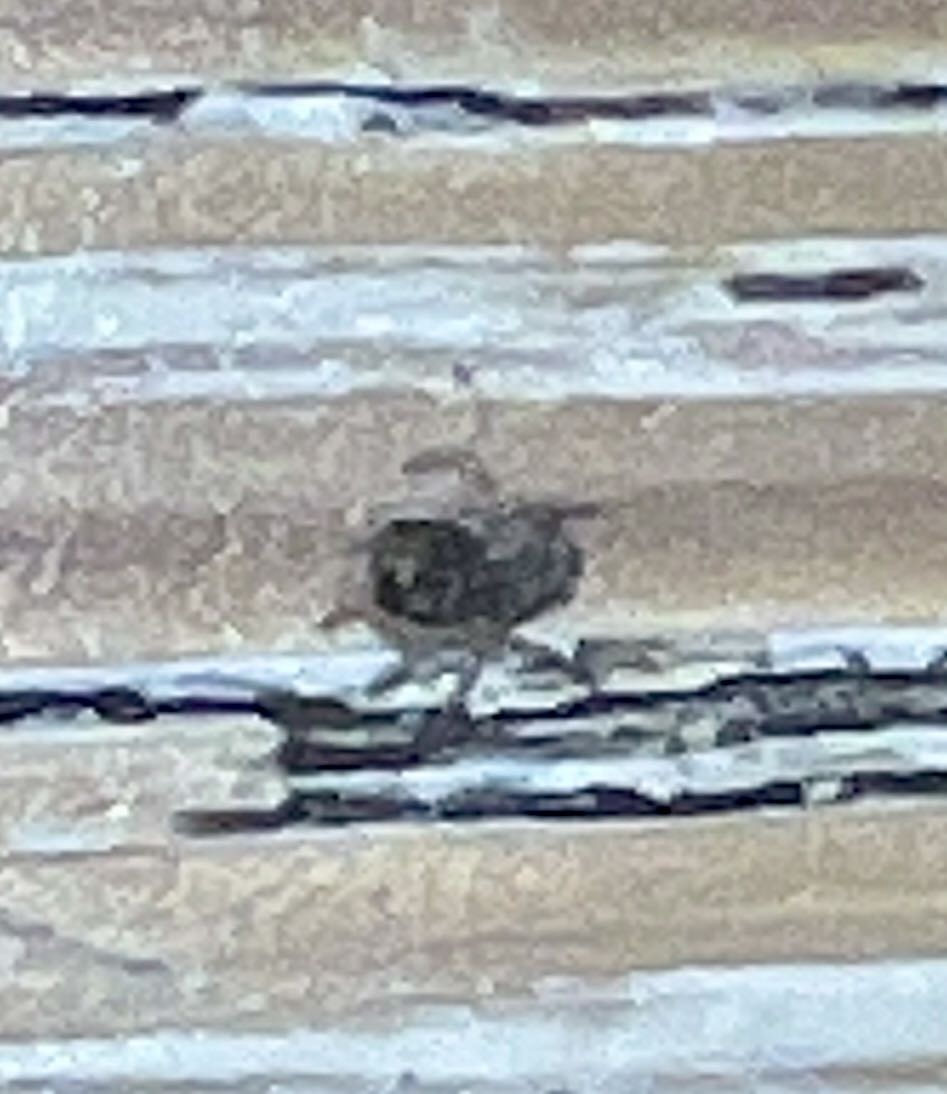 Common carpet beetle (adult)