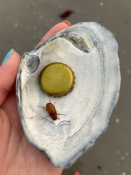 Common Cockchafer (or May Bug)