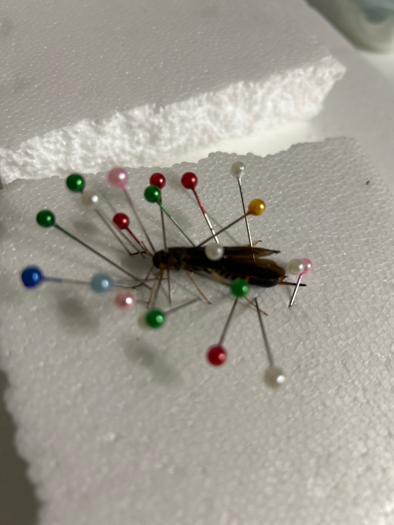 Common Earwig