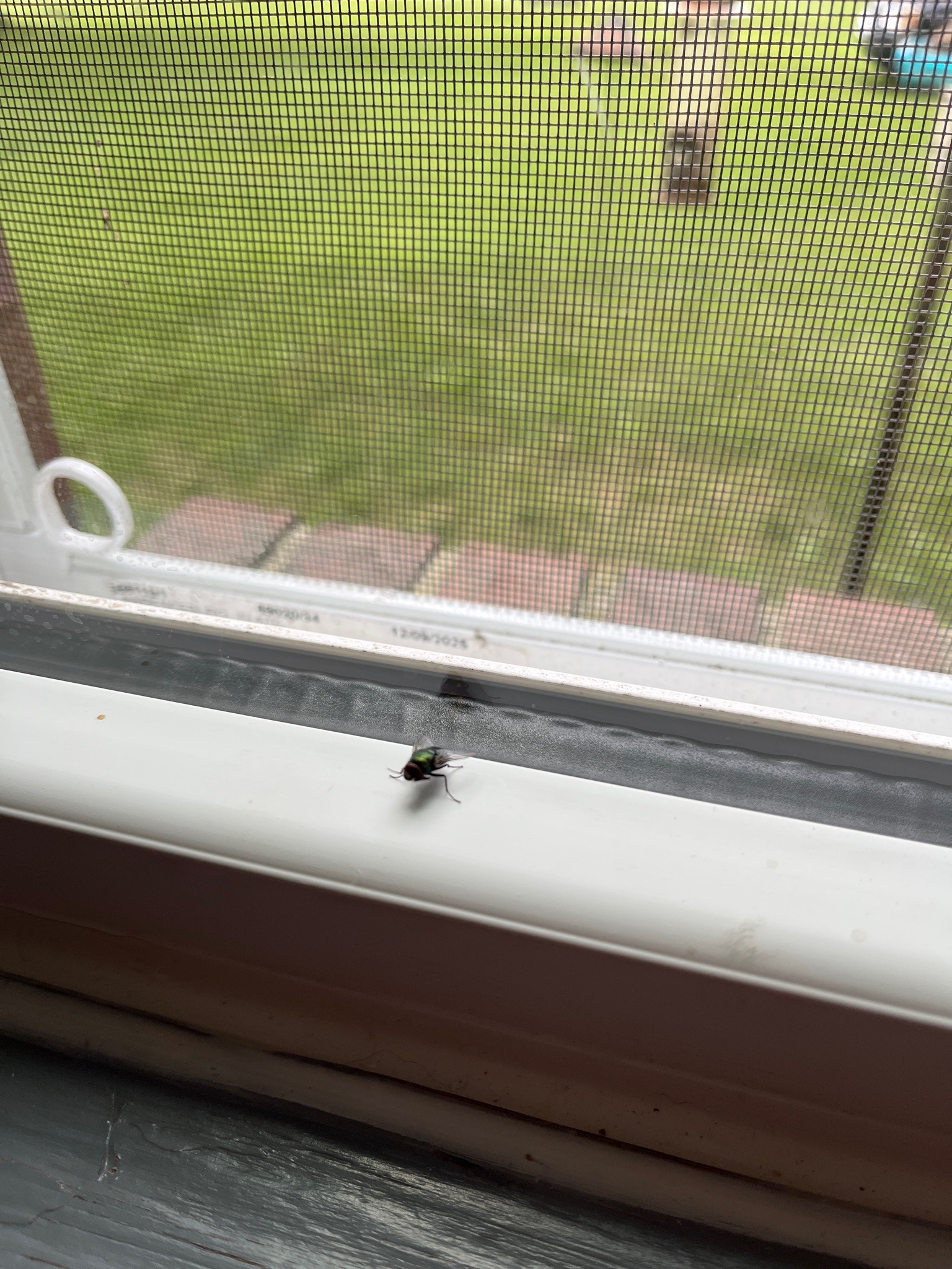 Common Green Bottle Fly