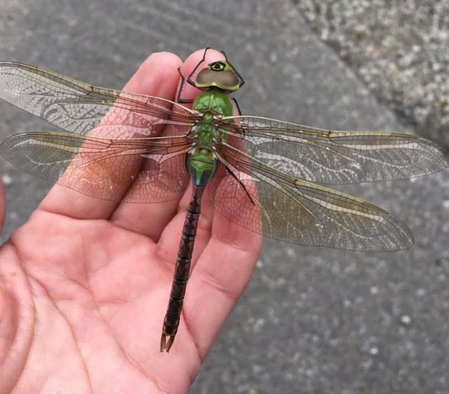 Common green darner