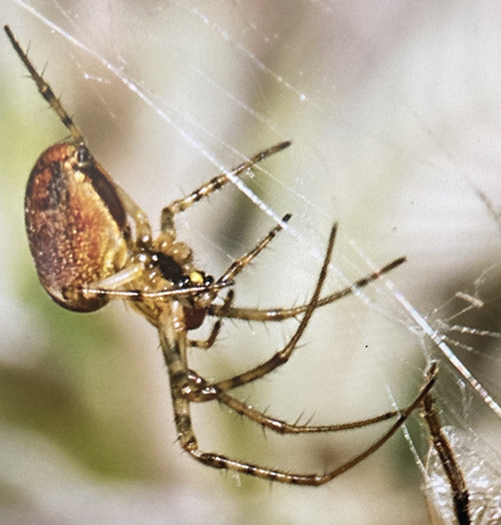 Common house spider