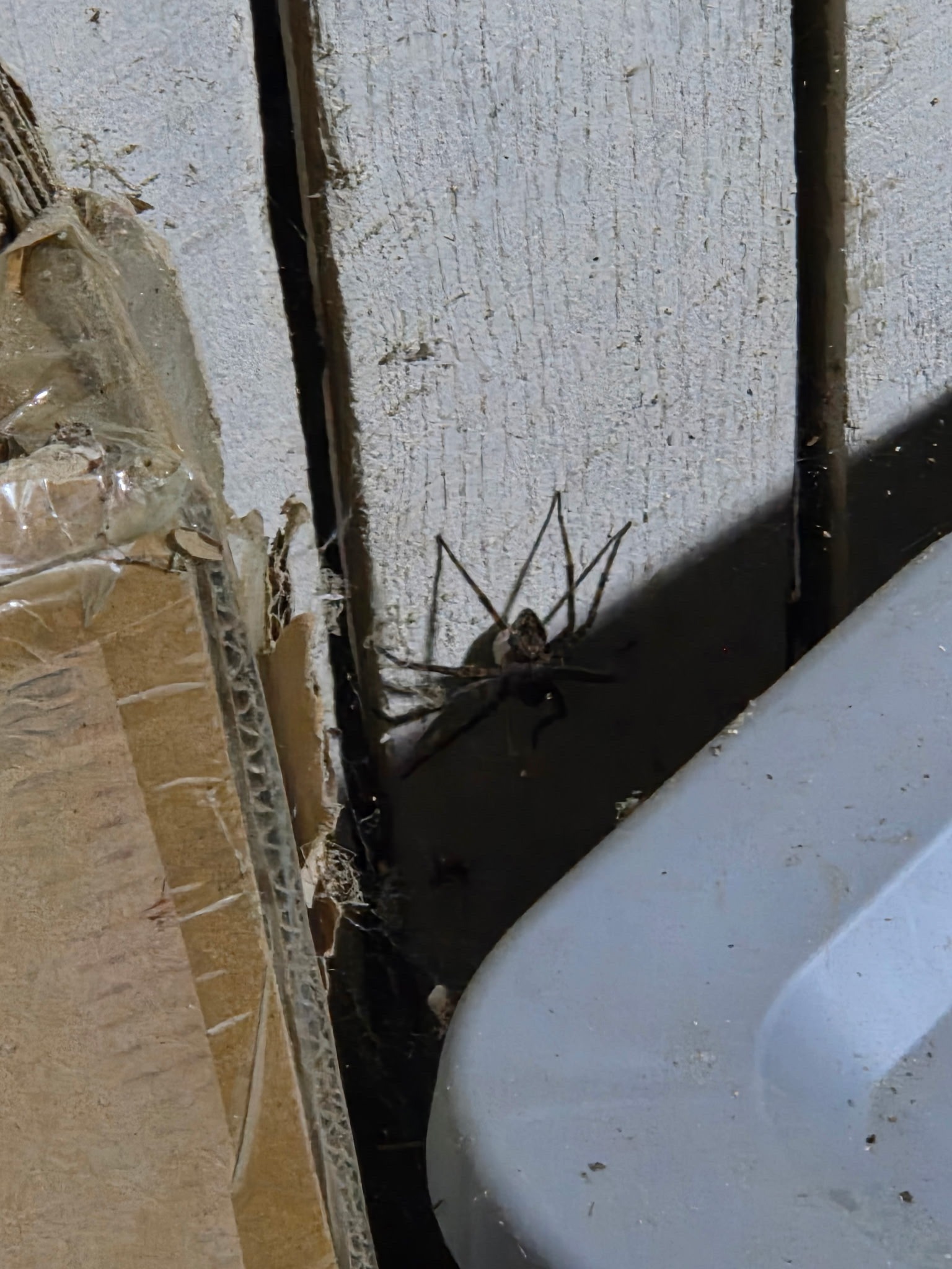 Common House Spider (Giant House Spider)