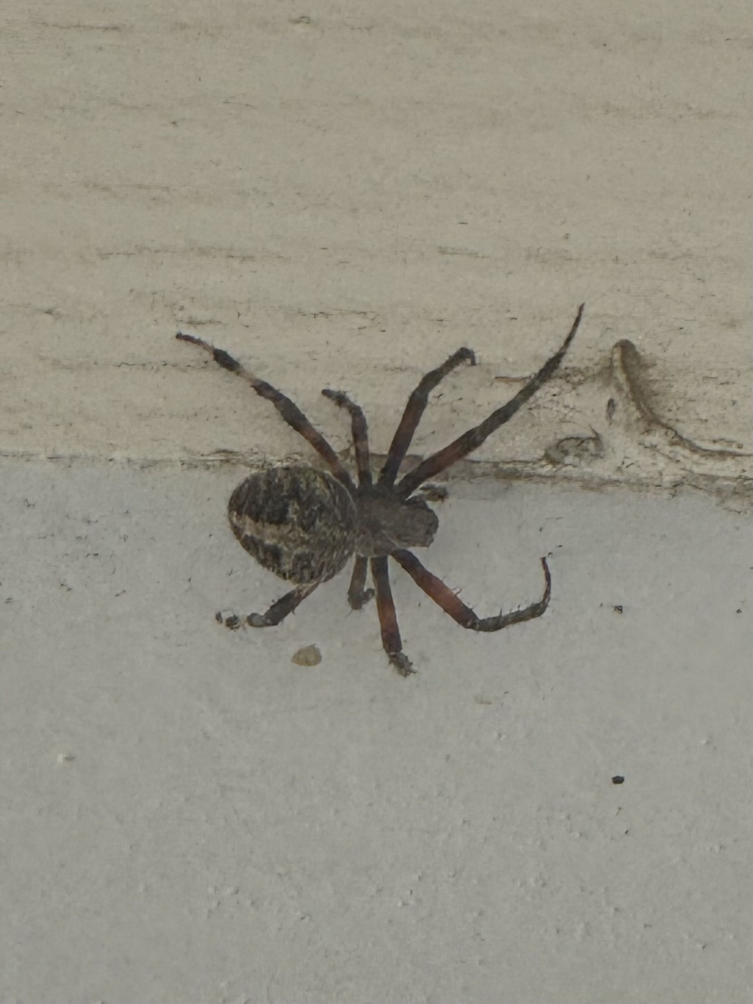 Common house spider (likely a false widow)