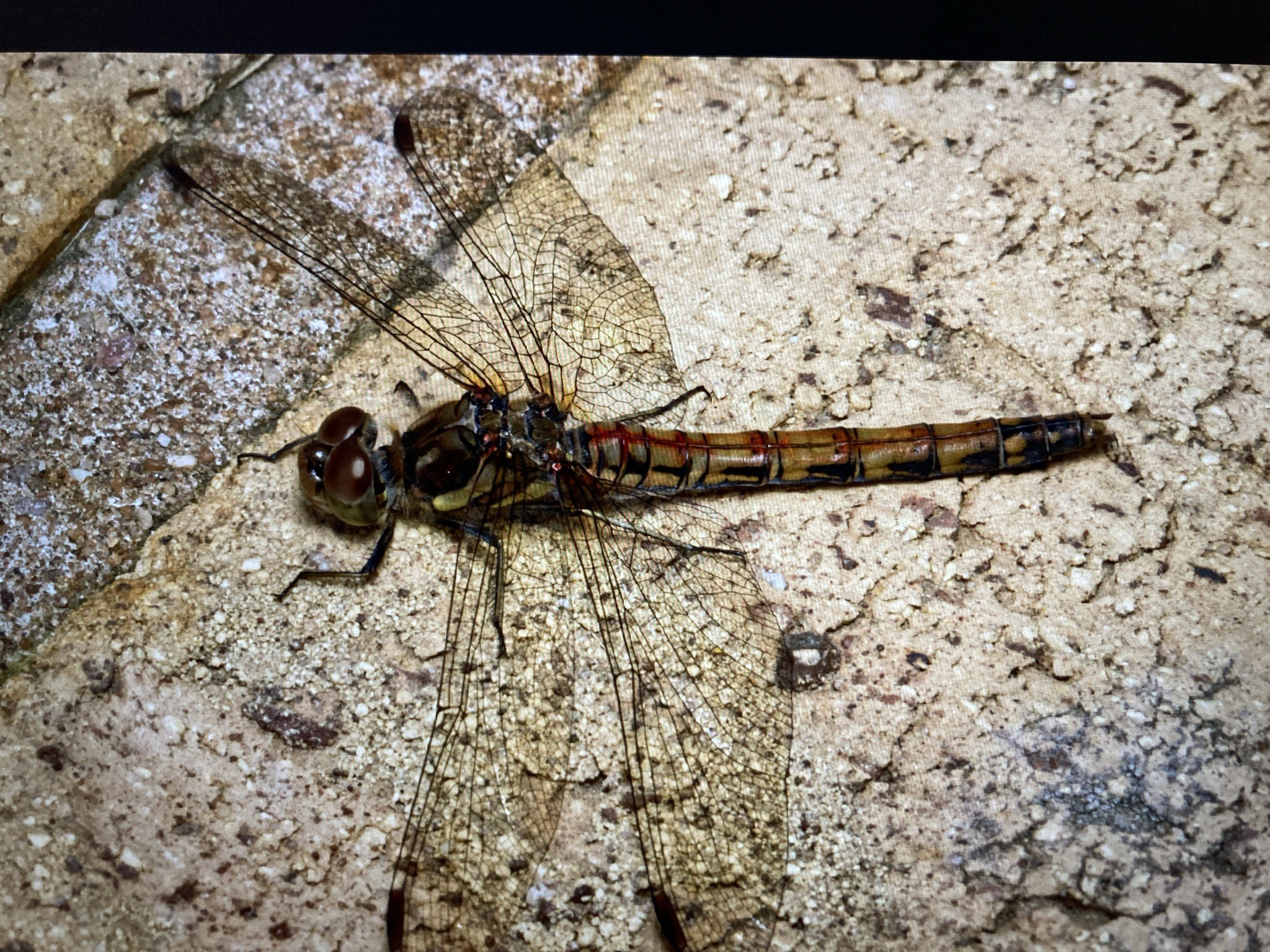 Common sand dragon (a dragonfly)