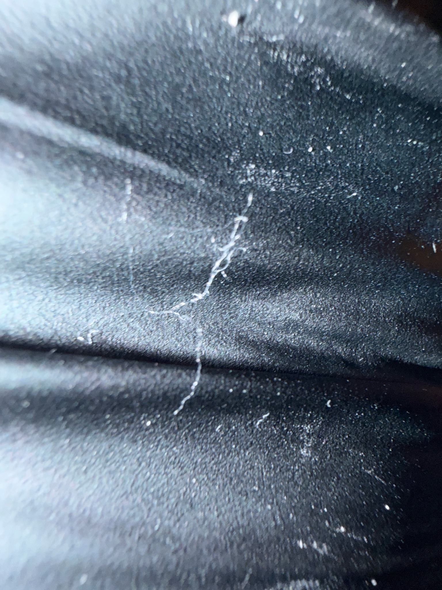 Common Silverfish