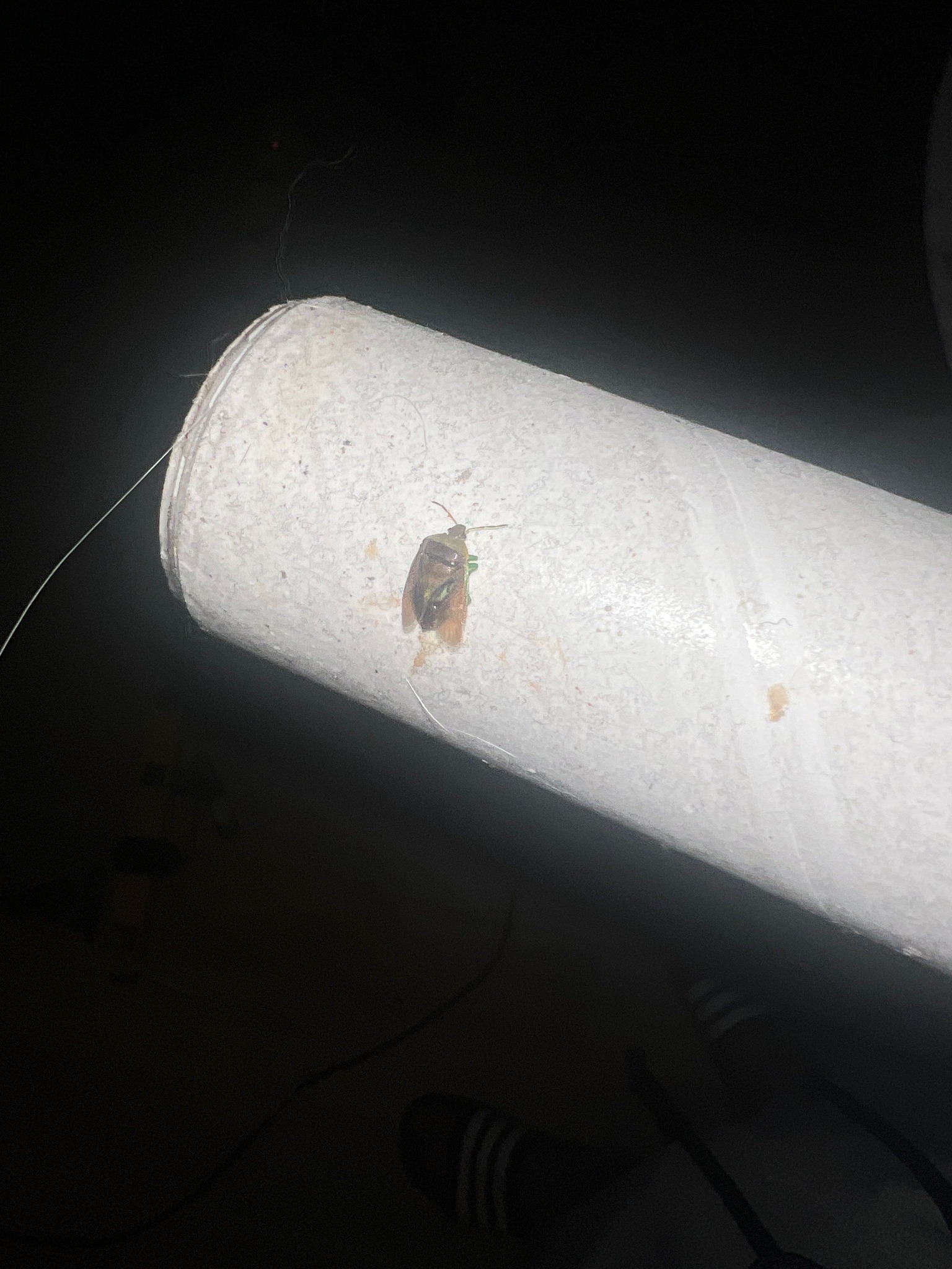 Common Stink Bug