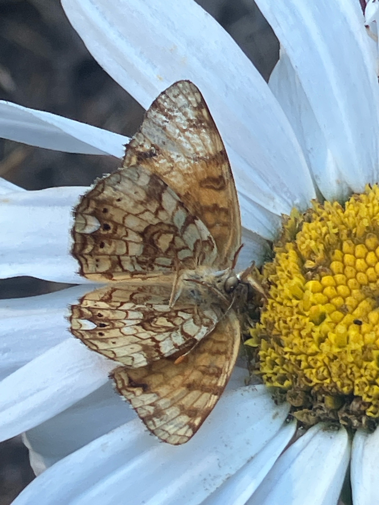 Common wood-nymph butterfly