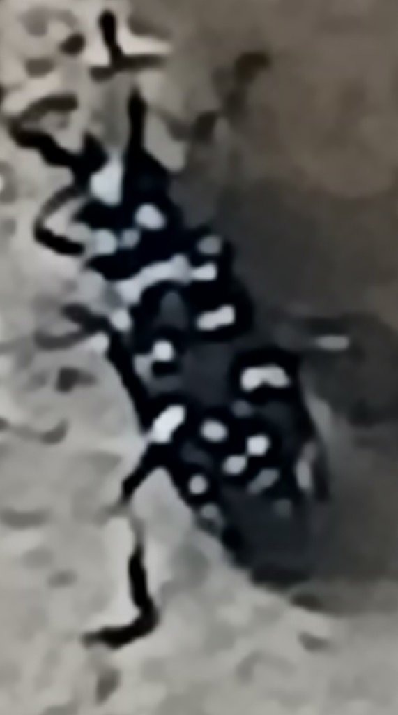 Cotton Bollworm or similar spotted beetle/borer