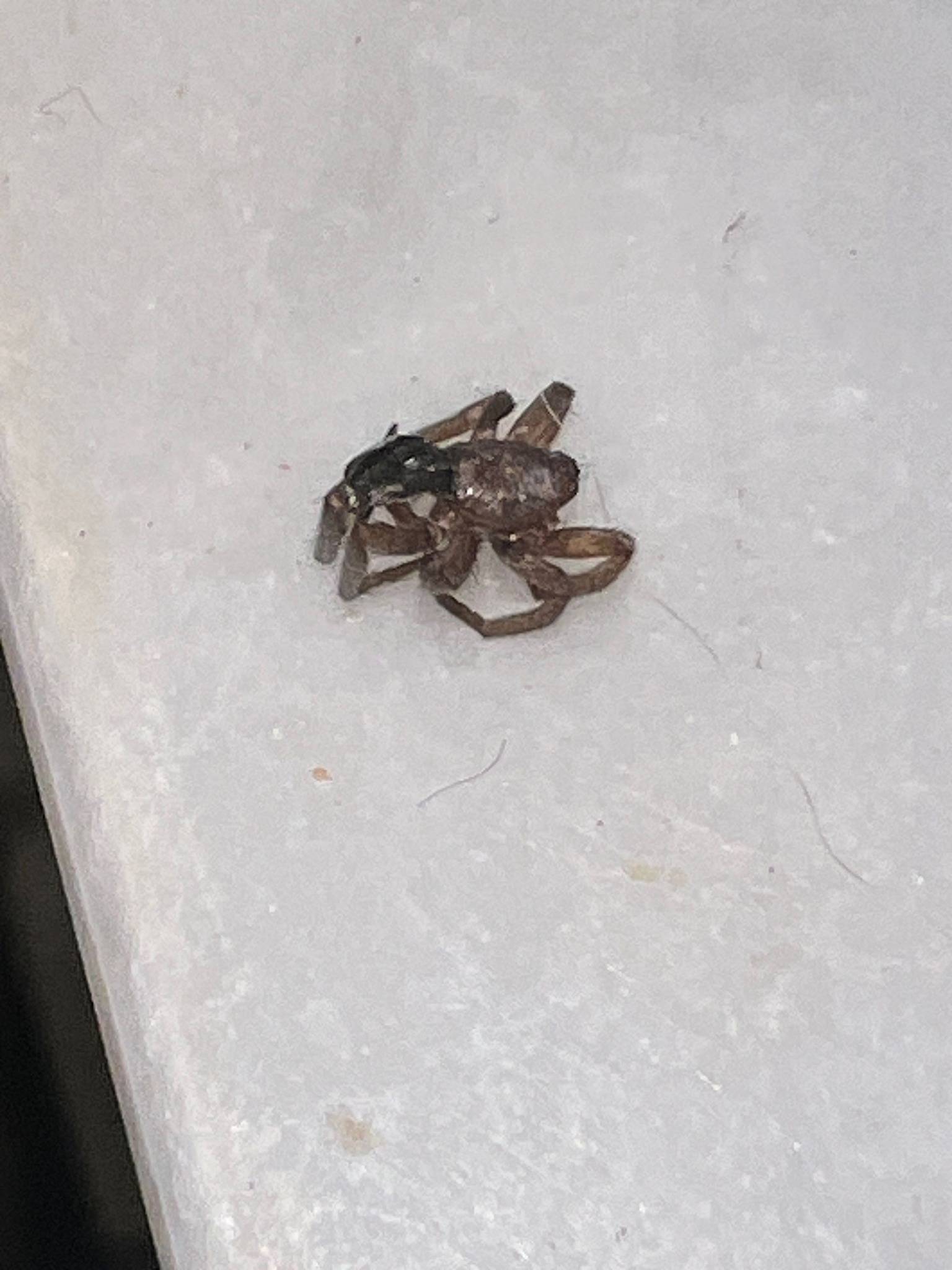 Crab Spider