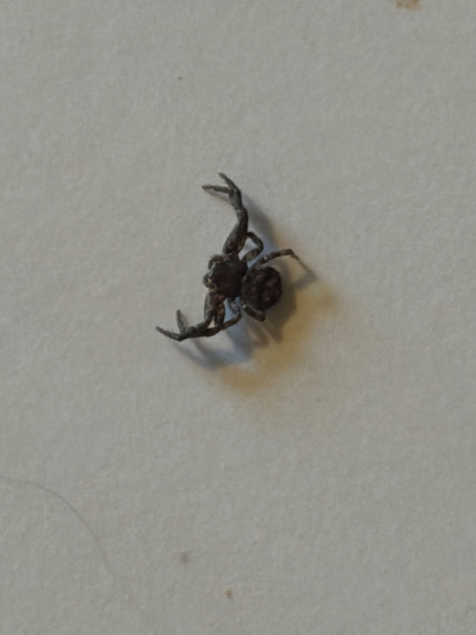 Crab Spider
