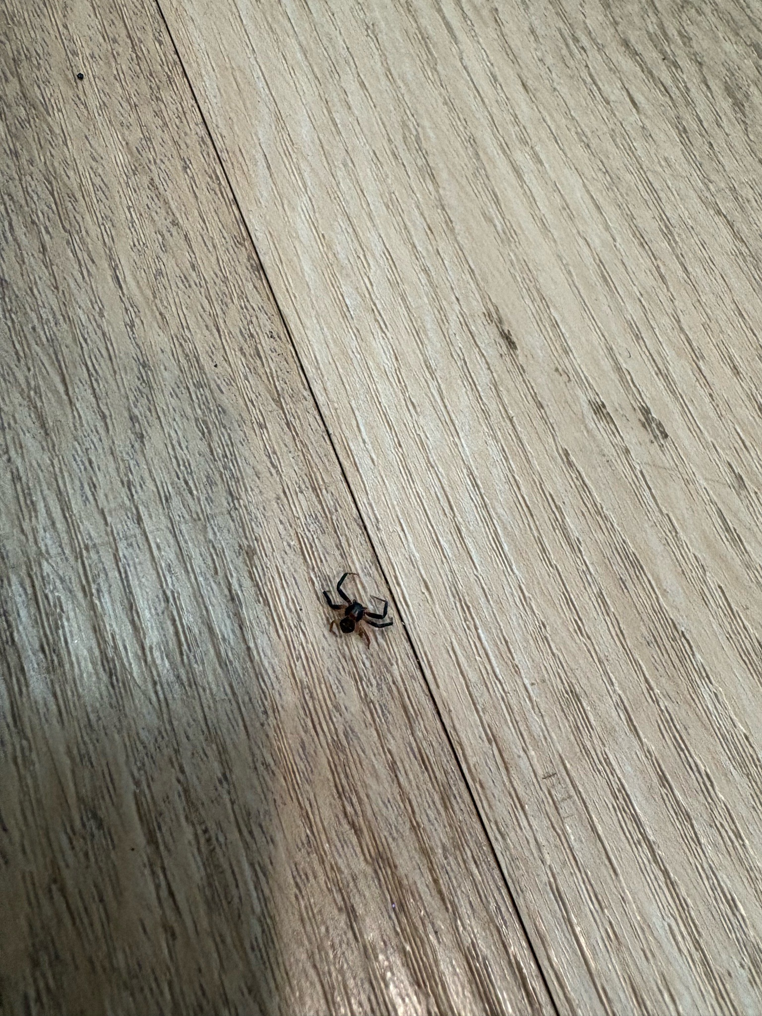 Crab Spider
