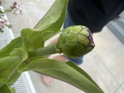 Crab Spider (Goldenrod Crab Spider / Flower Crab Spider)