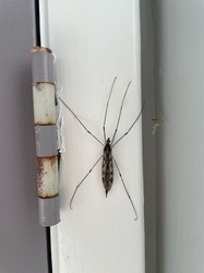 Crane Fly