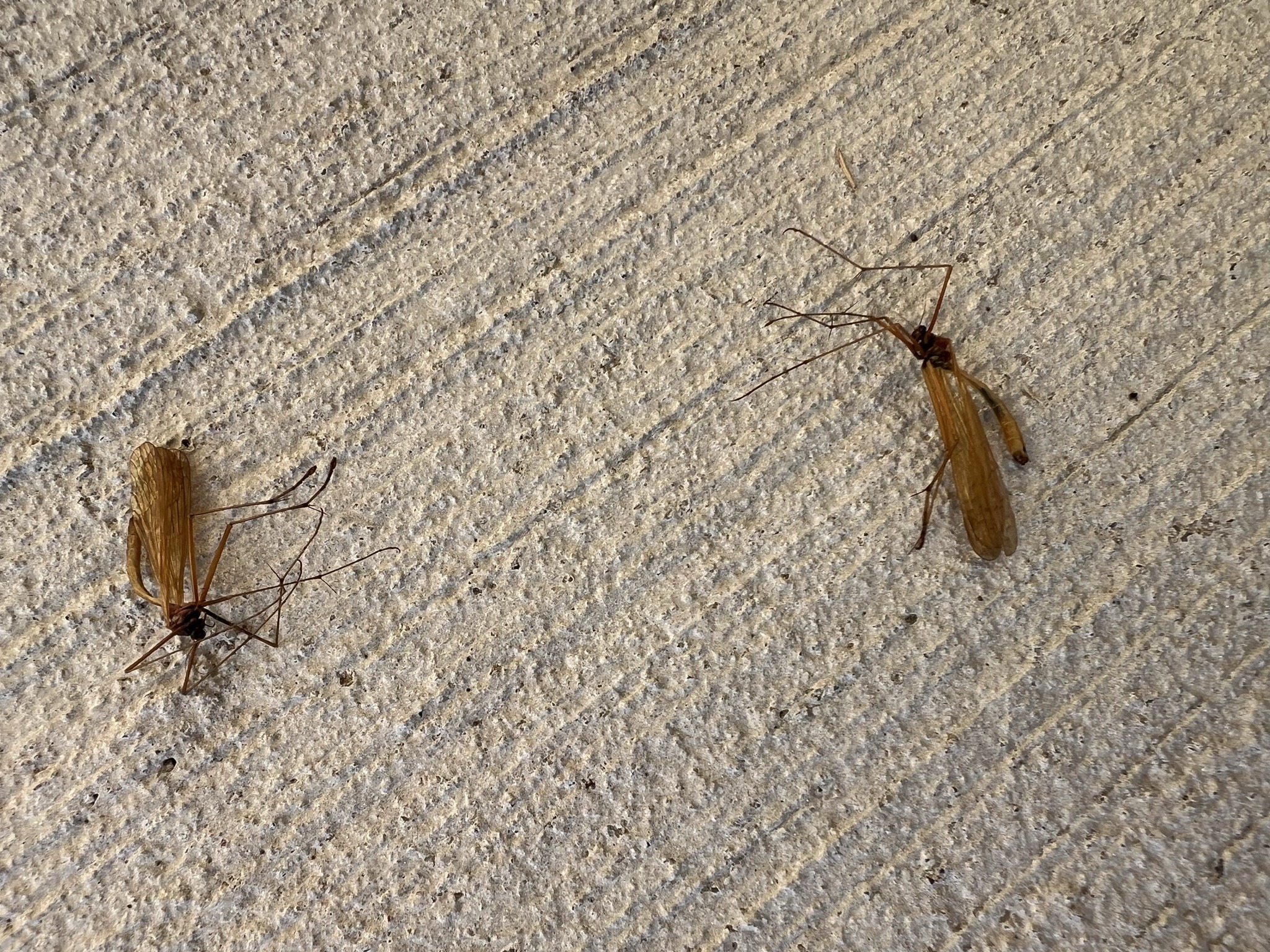 Crane Fly