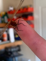 Crane Fly