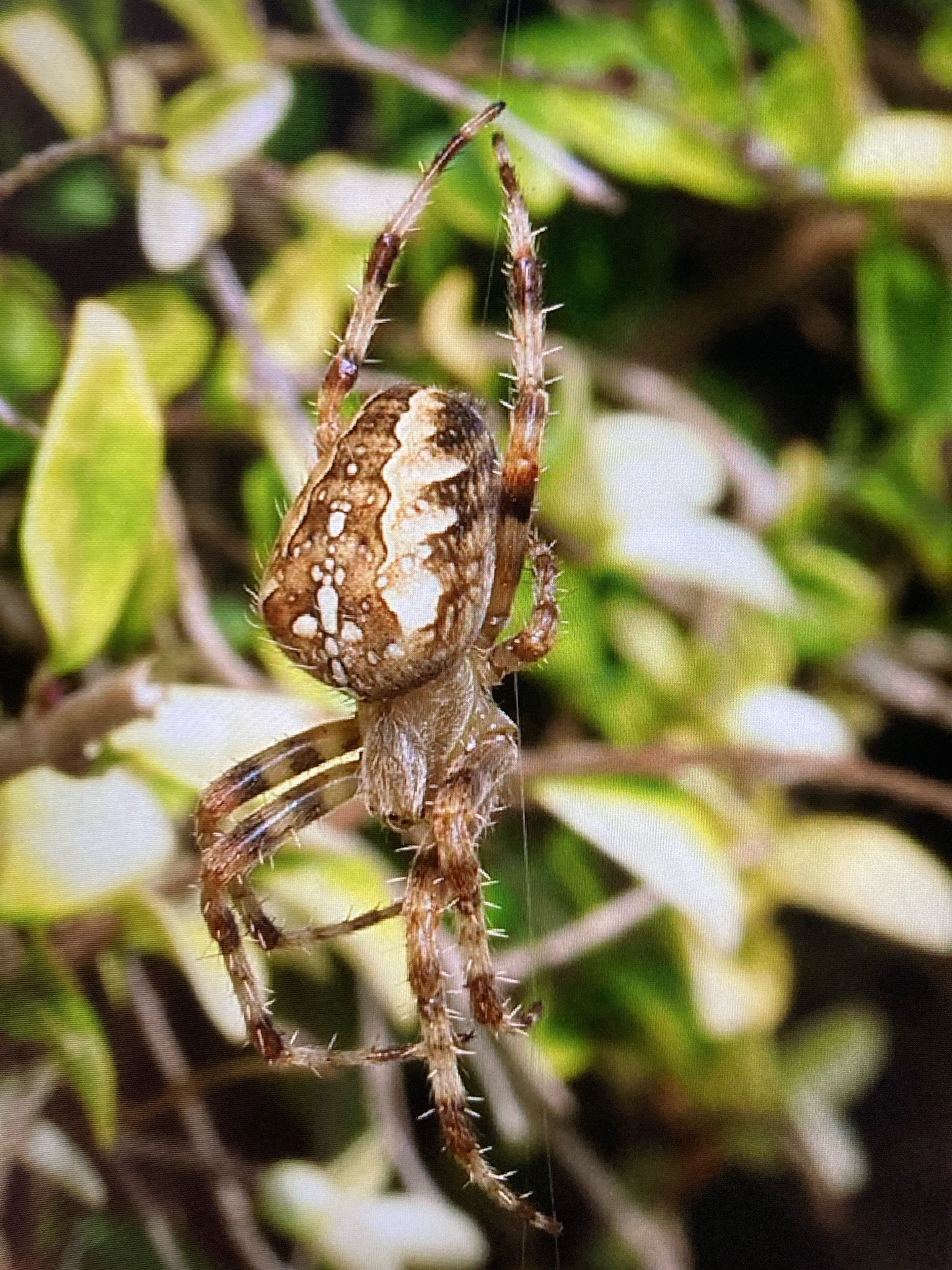 Cross orb-weaver (European garden spider)