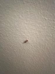 Booklouse (or Psocid)