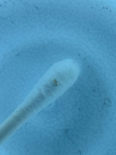 Fruit Fly Larva (Maggot)