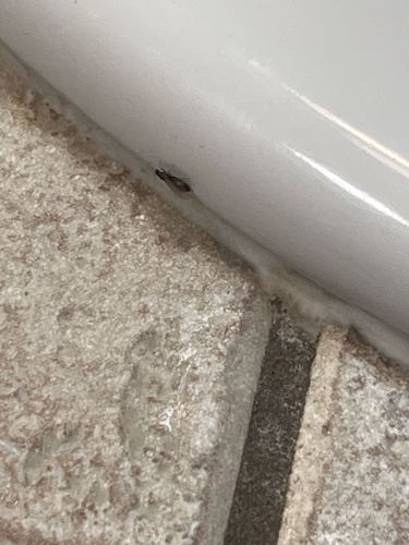 Drain Fly / Moth Fly